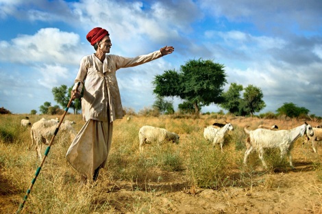 A rabari man herding his cattle, rural Rajasthan, India